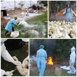 ปฏิบัติตามโทรเลขของนายกรัฐมนตีเกี่ยวกับการป้องกันและแก้ไขปัญหาโรคไข้หวัดนก